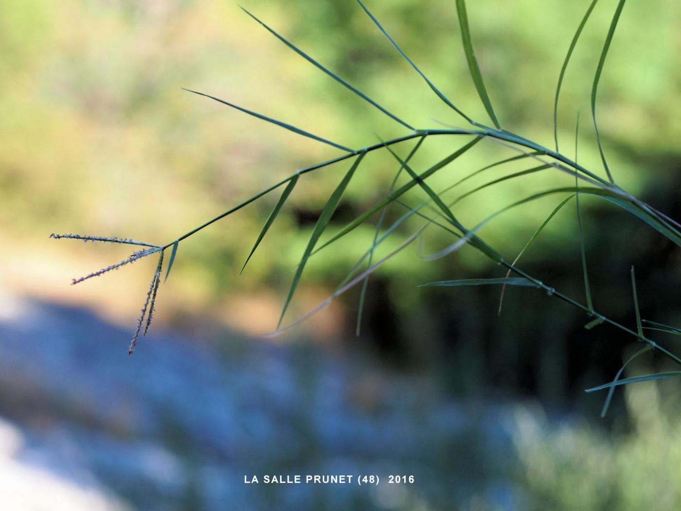 Bermuda grass plant